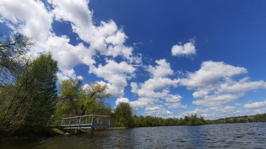 Le Grand Saule Du 18 Mai 2021