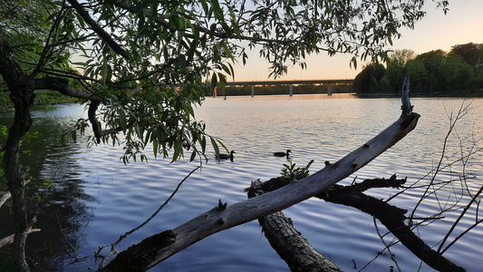 Trouve Les Canards Du 23 Mai 2021 (Vue C1)