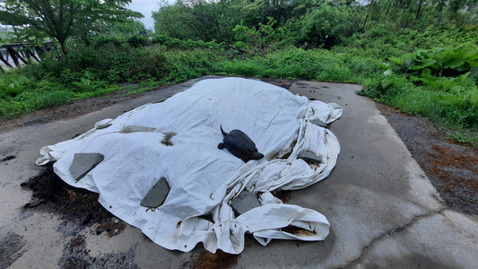 Trouve La Tortue Du 4 Juin 2021 À 5H30 Clique Pour Effectuer Un Zoom