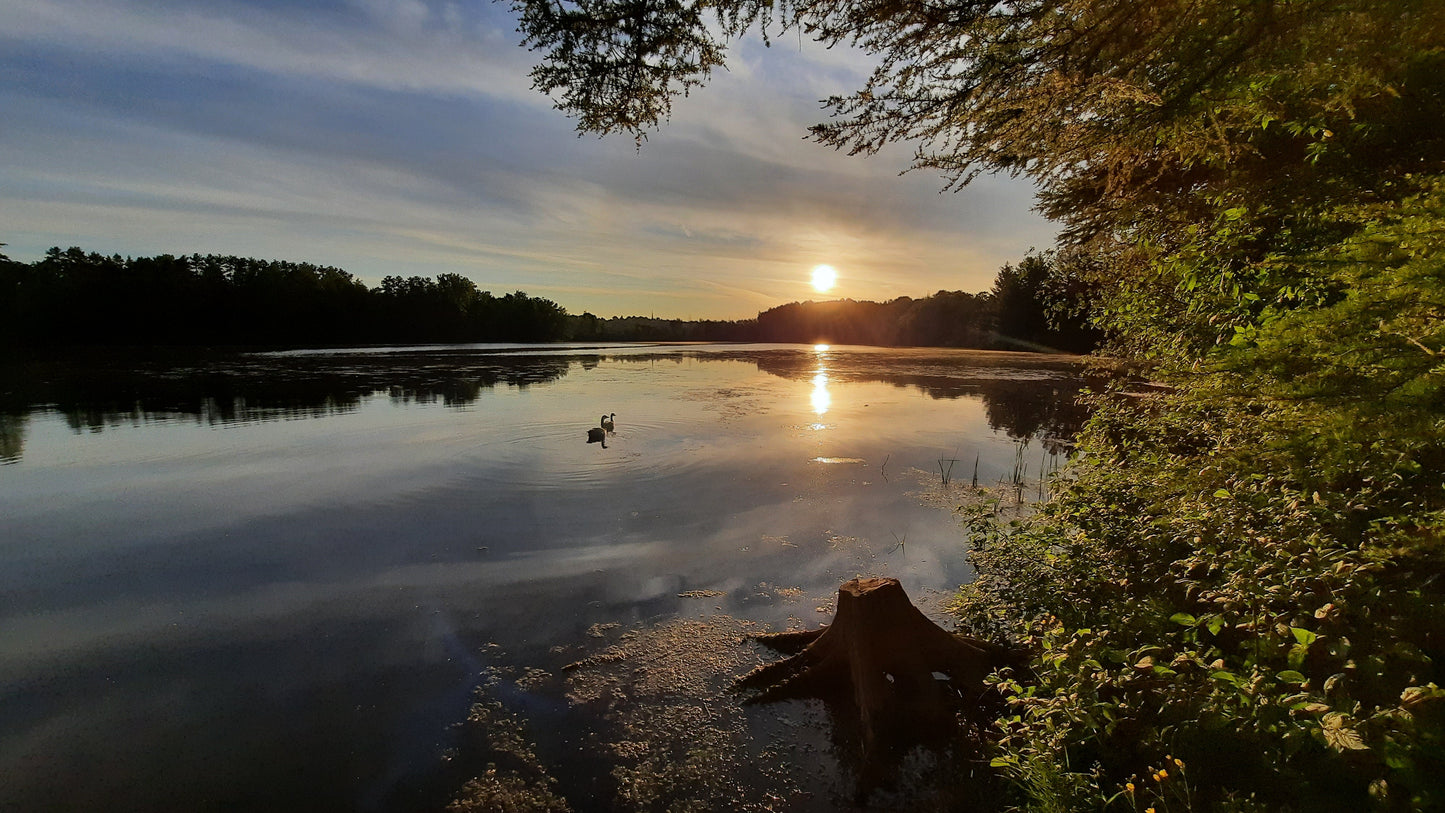 Soleil Et Bernaches Du 13 Juin 2021 (Vue Souche) 5H43