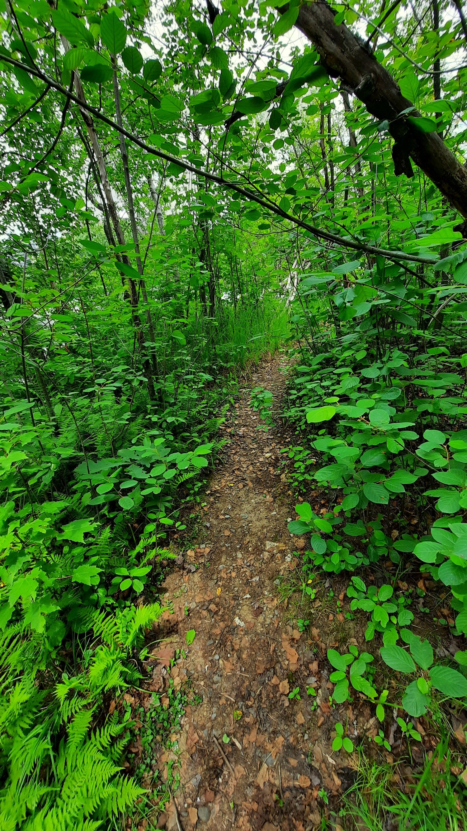 Vers Le Sentier Vert 18 Juin 2021