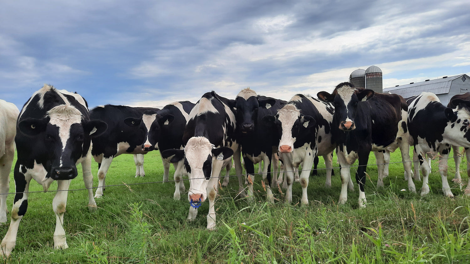 Les Vaches Du 25 Juin 2021 (Jour 3)