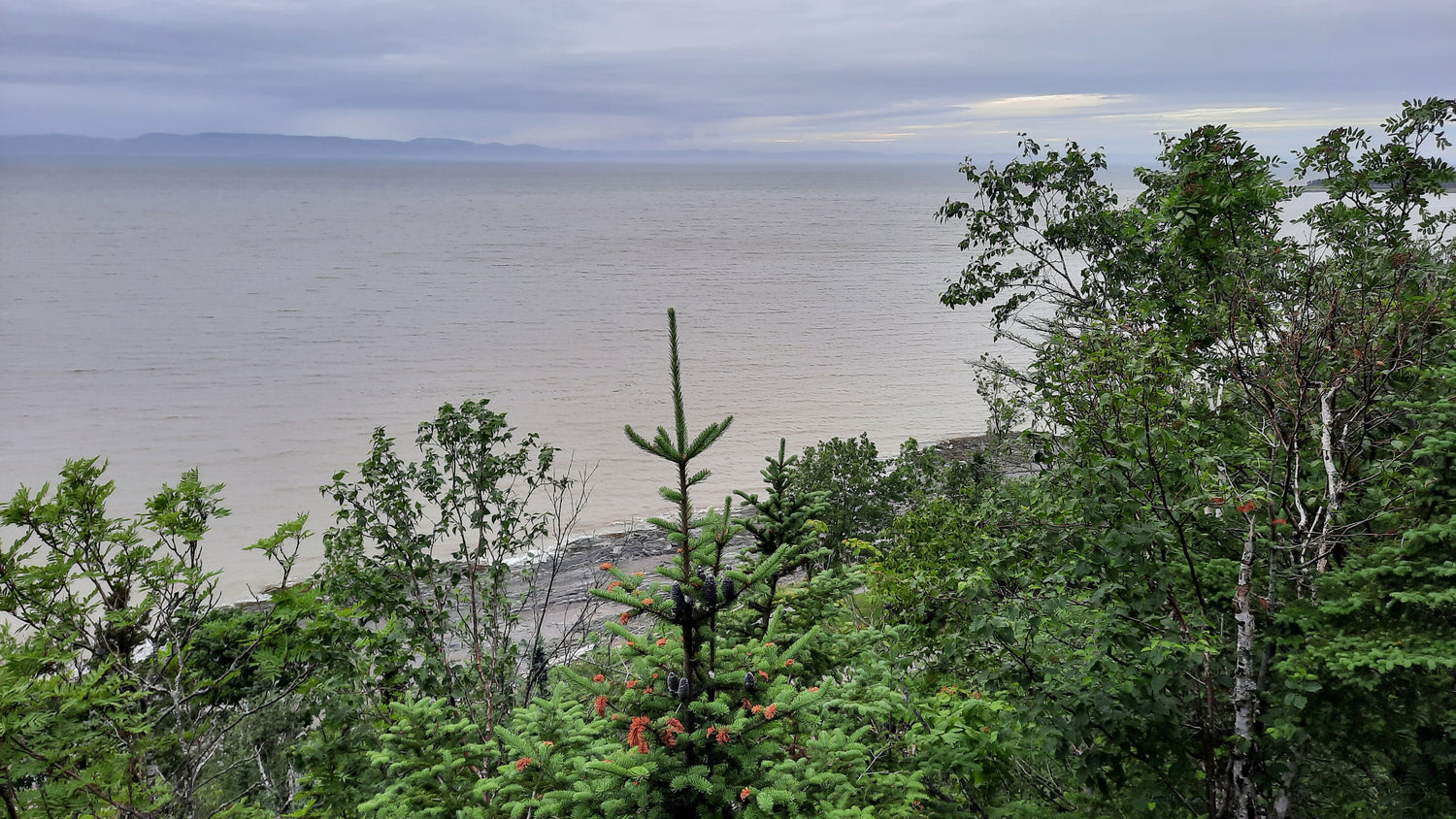 Trouve La Cocotte Du Pin À Rivière-Du-Loup 1 Juillet 2021 (Jour 9)