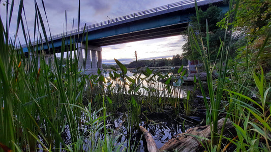 La Flore De Sherbrooke 14 Juillet 2021 (Vue K1) Rivière Magog Et Pont Jacques Cartier 5H16