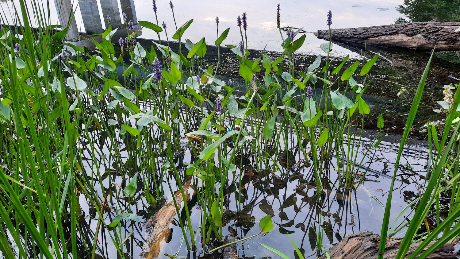 Trouve Les Déchets Du Jour Près Pont Jacques Cartier De Sherbrooke 19 Juillet 2021  (Vue K1)