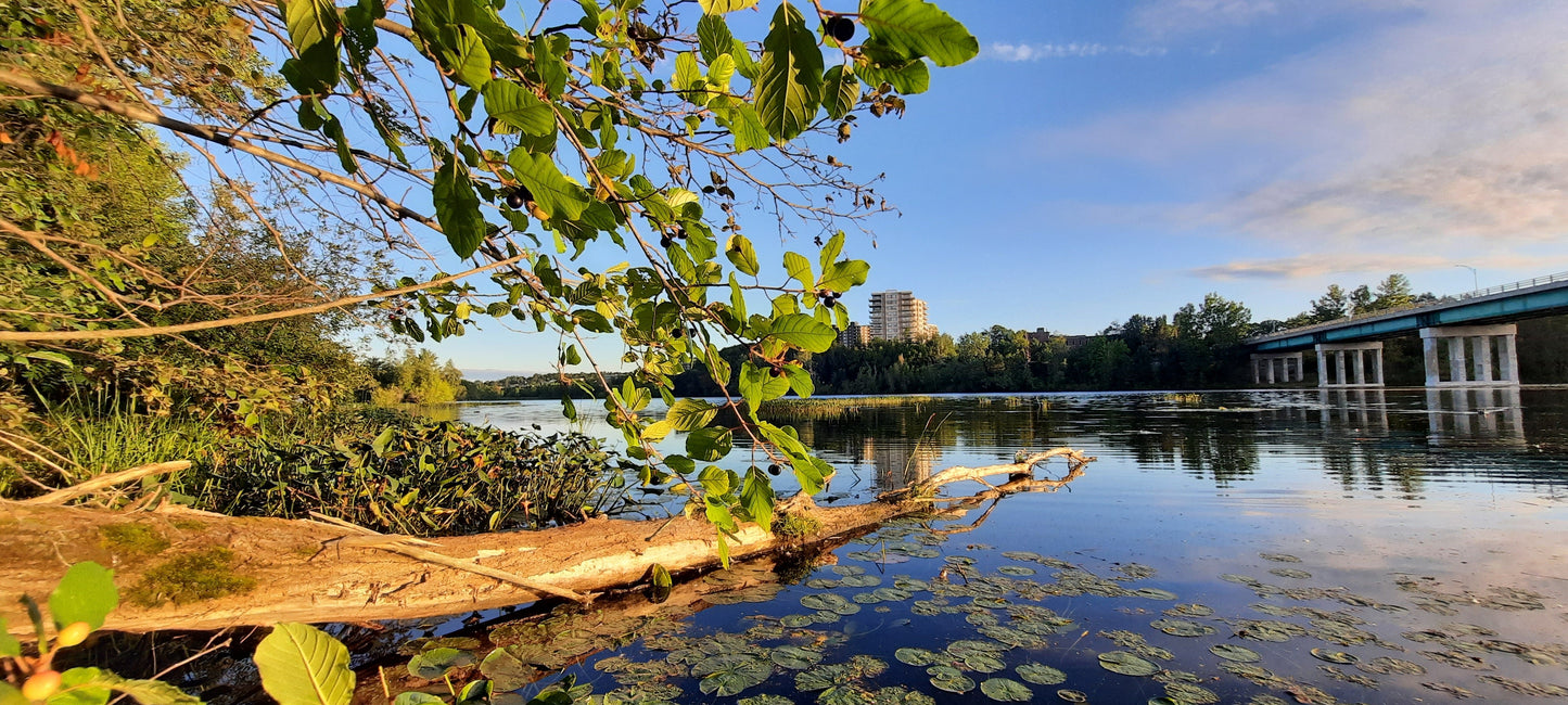 1 Septembre 2021 6H49 (Vue Y2O) Rivière Magog Sherbrooke Arbres Nénuphars. Pont Jacques Cartier De