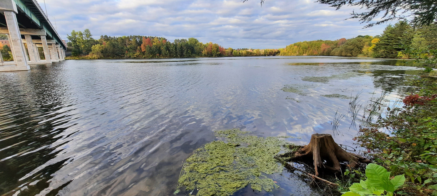 1 Octobre 2021 17H26 (Vue Souche2) Rivière Magog À Sherbrooke. Pont Jacques Cartier.