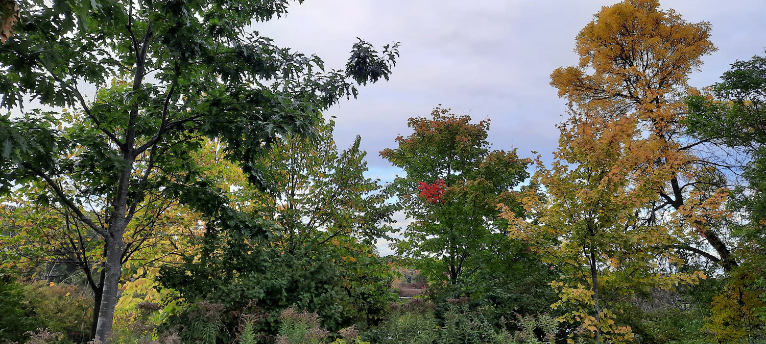 Trouve Le Coeur ♥️ Dans L’arbre Du 3 Octobre 2021 17H05 Je Pense À Toi Maman!!!