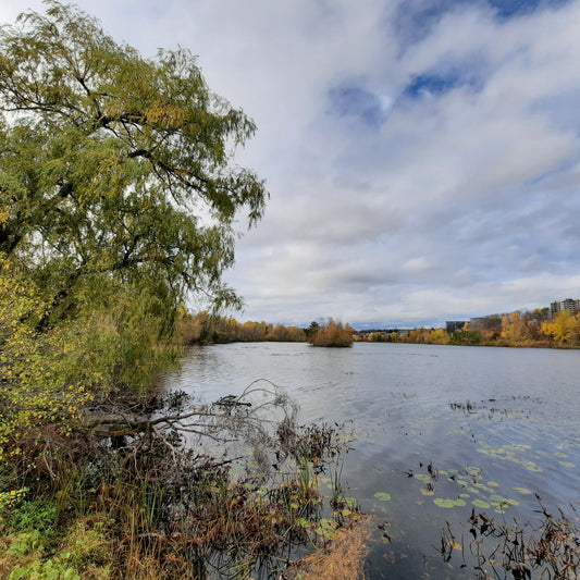 Le Grand Saule Du 30 Octobre 2021 13H10 (Vue T2)