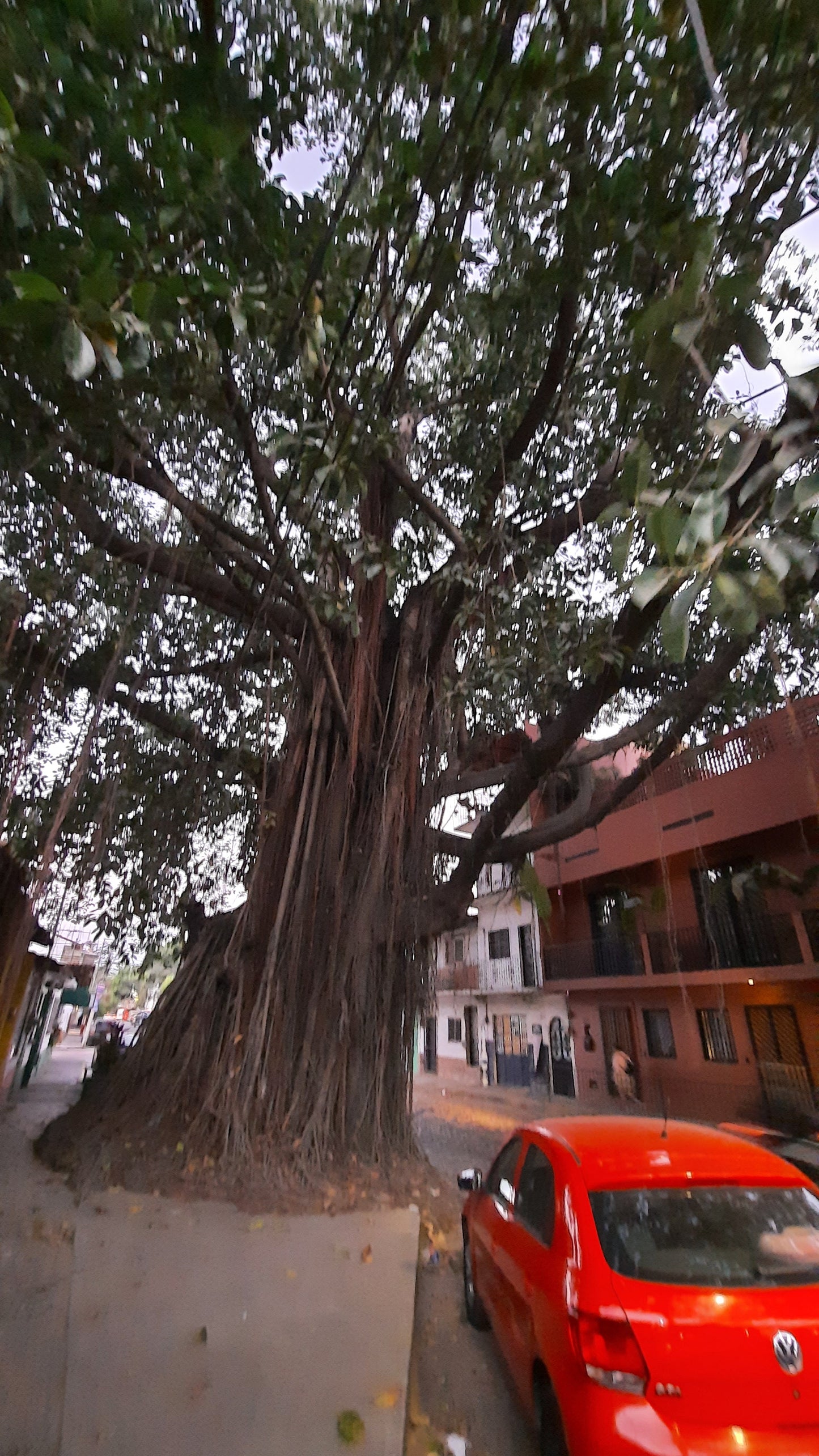 Arbre Géant Du 27 Décembre 2021 Puerto Vallarta