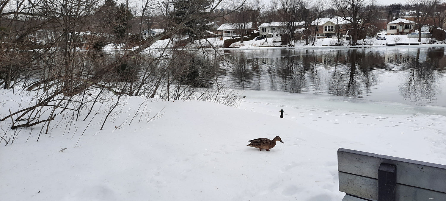 Canards 🦆❄️🇨🇦