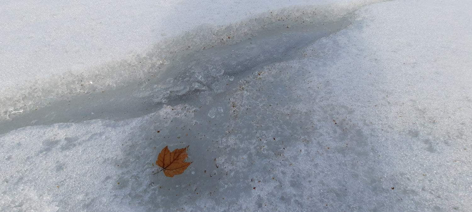 Trouve La Feuille Dans Rivière