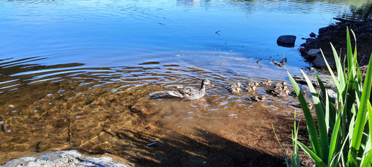 2022-05-25 (Vue B5) Trouve Tous Les Bébés Canards