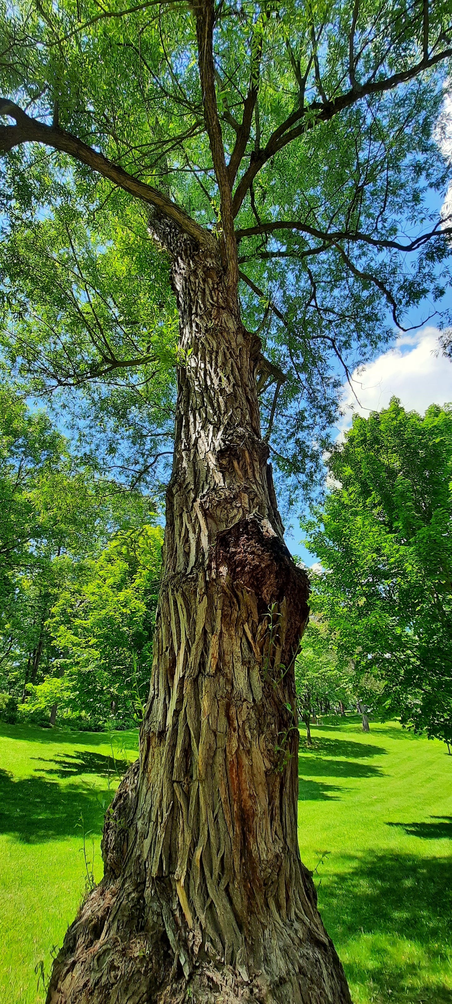 2022-06-14 Arbre Géant