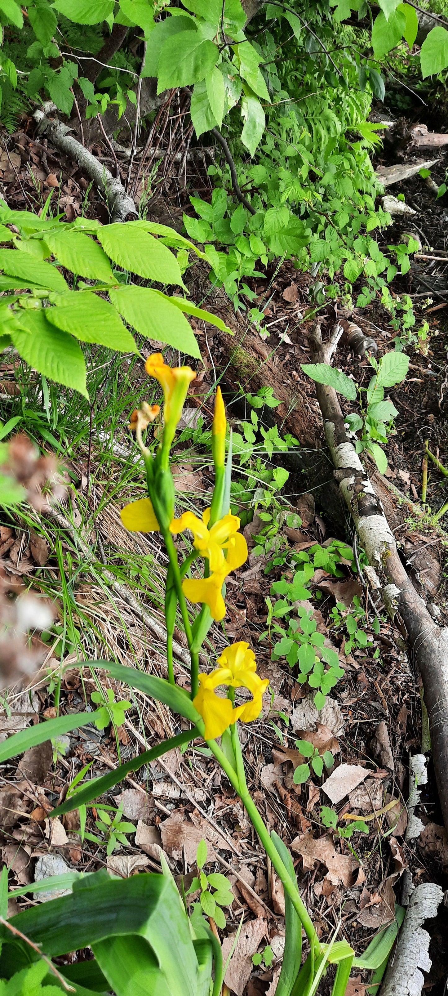 Fleurs Jaunes (Vue 1G)