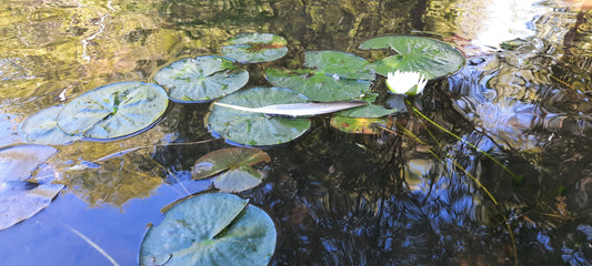 Nénuphar Et Trouve La Plume