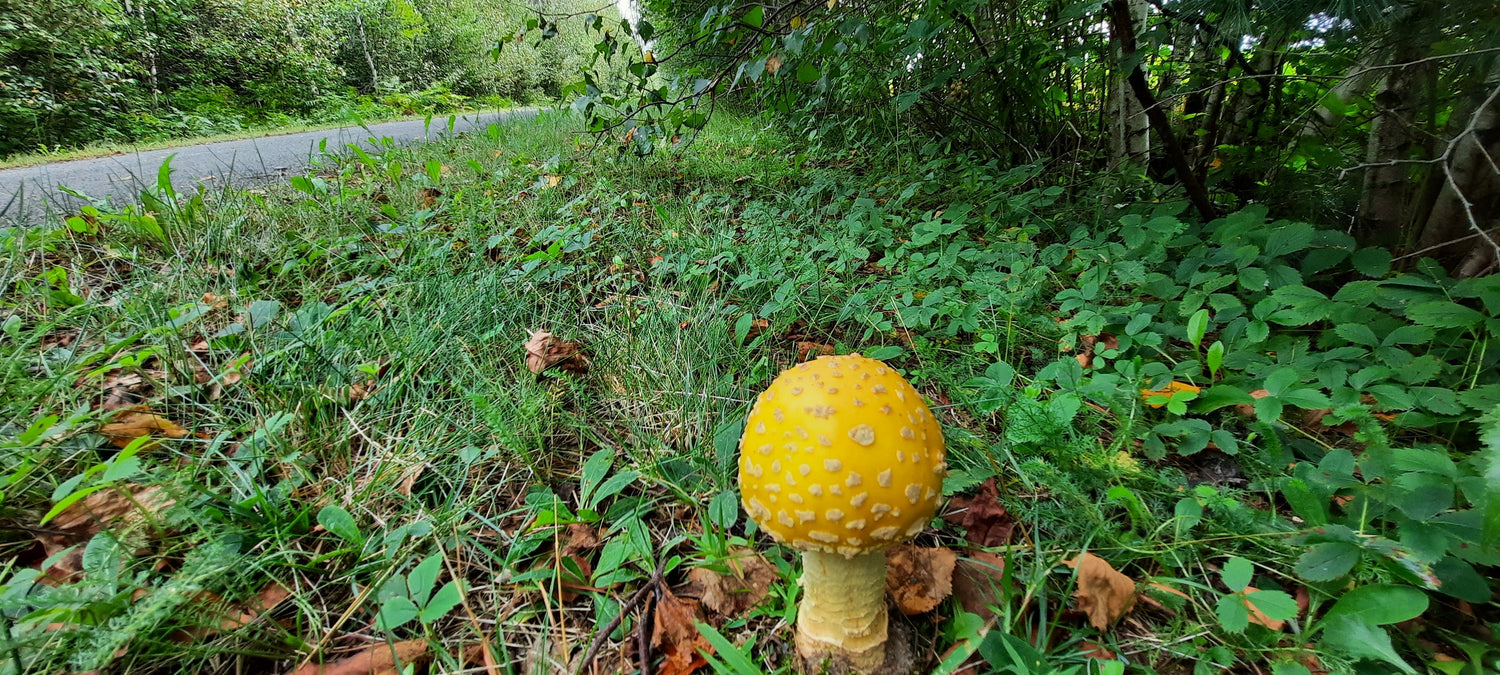 Amanita Flavoconia - Amanite À Voile Jaune