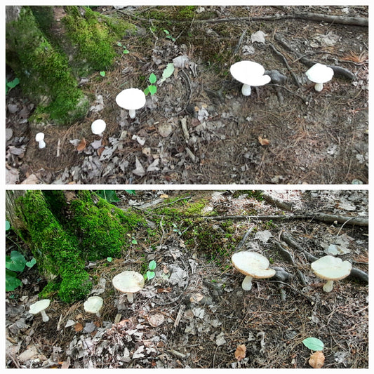 Trouve Les Differences Champignons