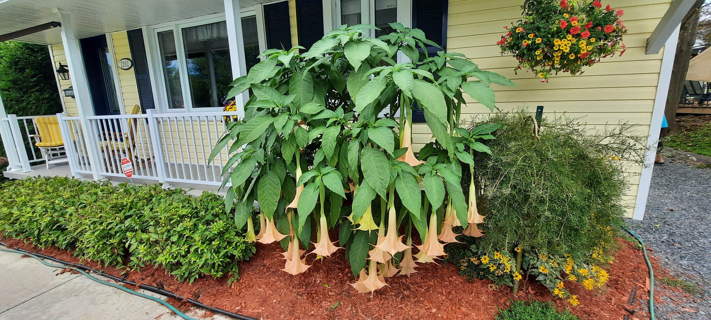 Brugmansia 2023