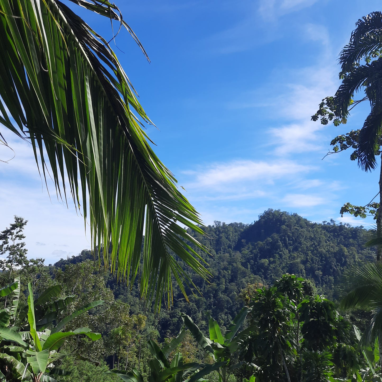 Reserva Forestal Fortuna