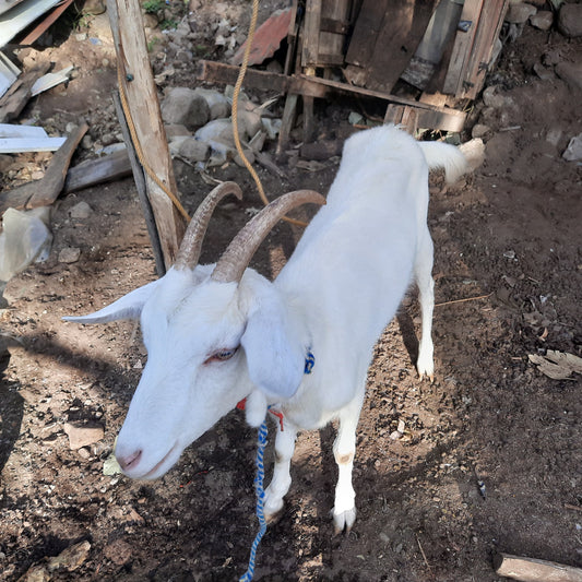 Découvrez Rivas Au Costa Rica Avec Un Guide