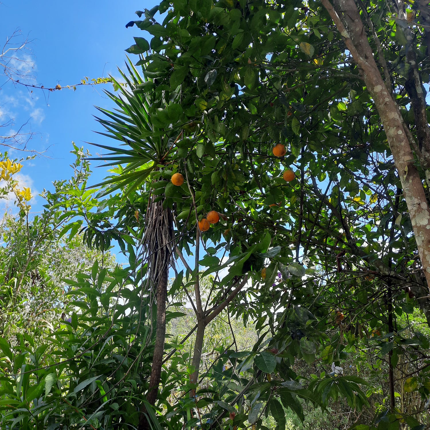 Trouve Les Oranges De Rivas