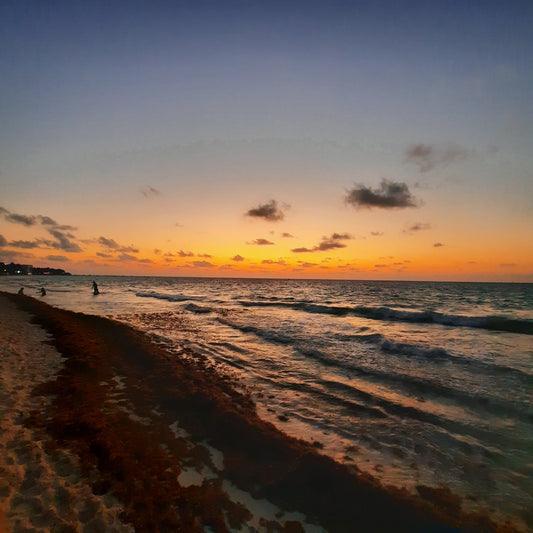 2023-03-31 Aube Et Sargasses (Playa Del Carmen)