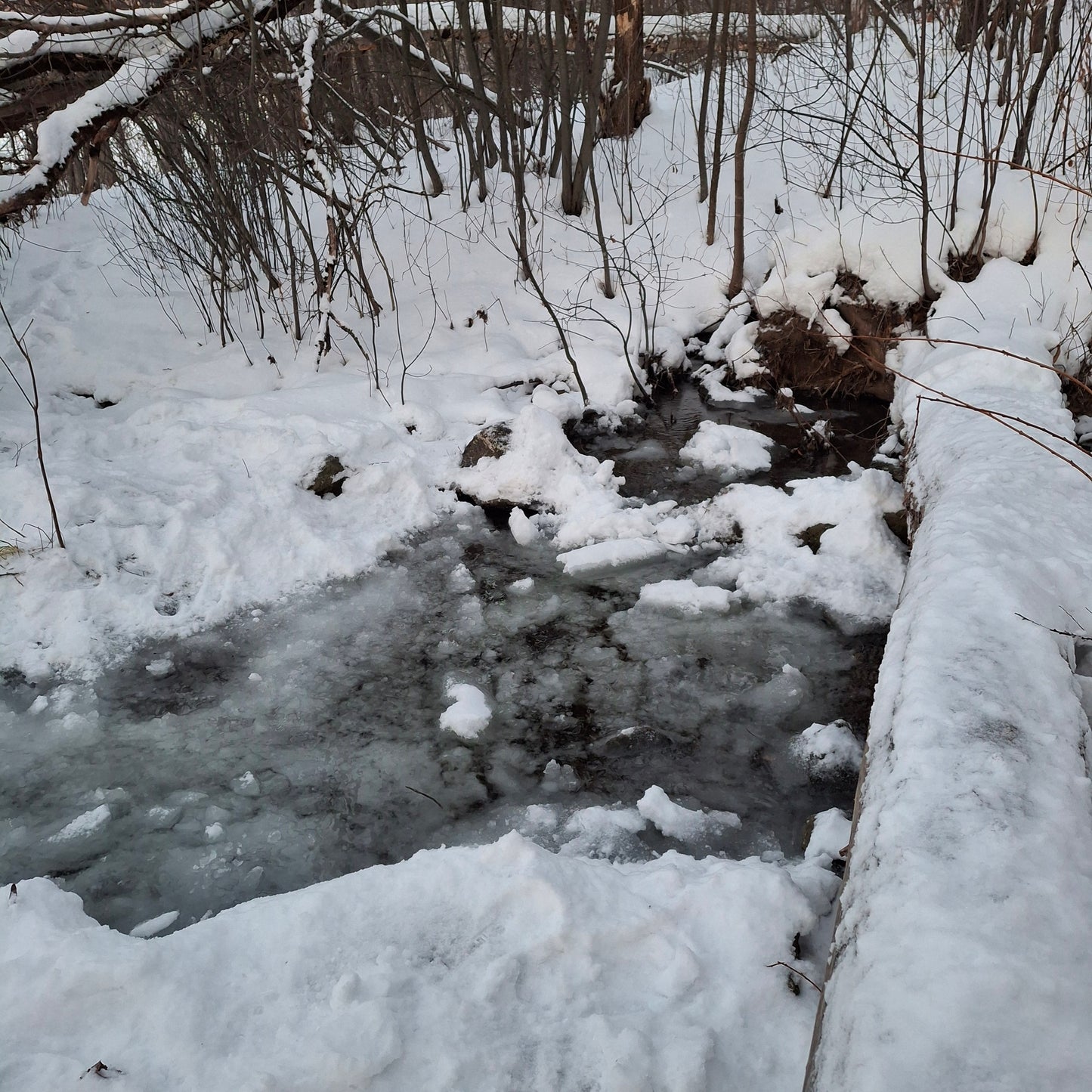 2026-01-01 (Vue Grenouille)