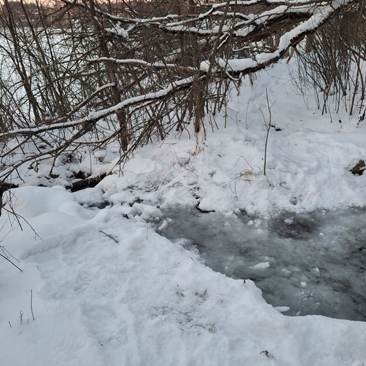 2026-01-01 (Vue Grenouille)