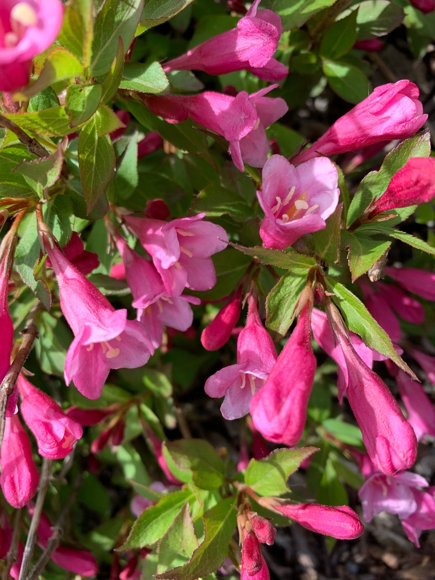 Fleurs Sur Le Chemin Du Centro 28 Mai 2021 (8 Photos)