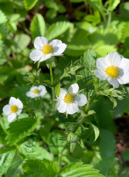 17 Mai 2021 Les Fraises 🍓 Des Bois