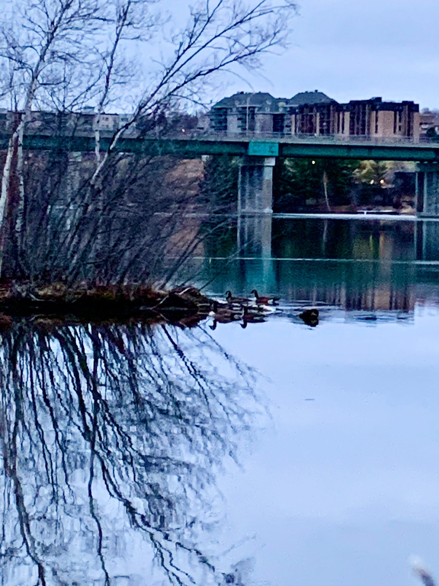 Nature Au Cœur De La Ville Photo Numérique