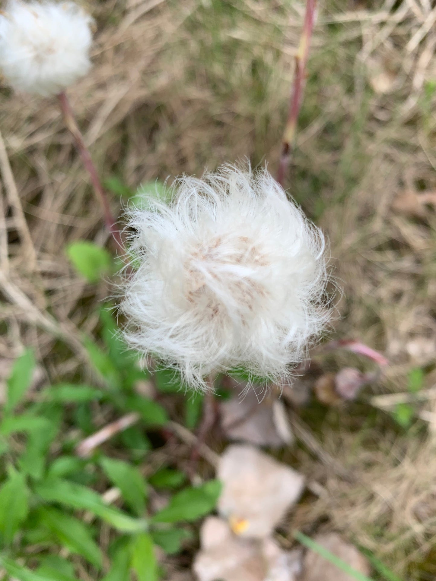 Coton Des Champs 7 Mai 2021 18:04